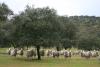 bloques/fotos/gal/Pedroches/_thb_PEDROCHES_Ovejas.jpg