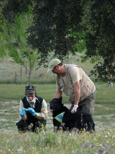 Equipo Canino Europeo